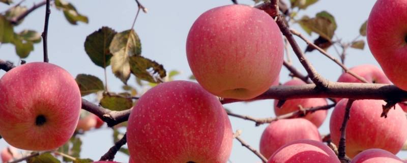 东北产不产苹果（东北哪个地方产苹果）
