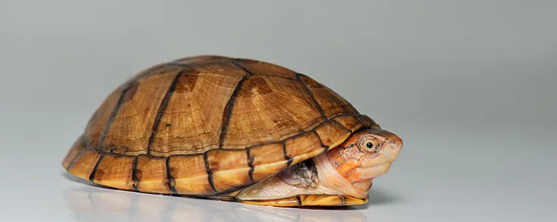 梦见夹板龟（梦见各种各样的龟）