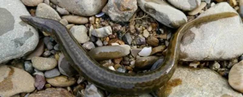 泥鳅怎么炸酥脆好吃 泥鳅怎么炸酥脆好吃视频