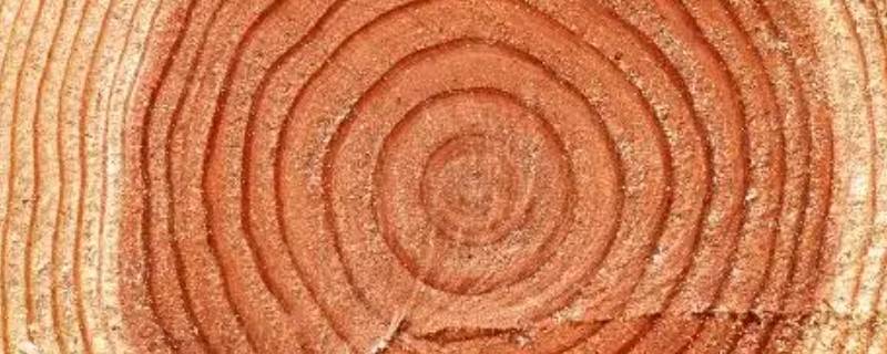 古树多年轮打一数字（古木年轮多打一数字）