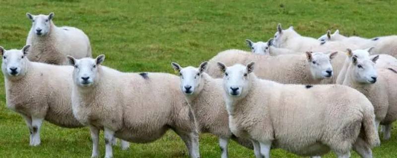 春来华夏天定一动物生肖（春去秋来的动物是开什么生肖）