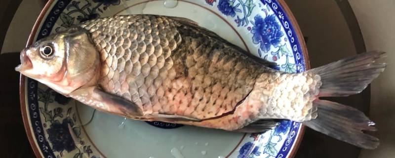 鲫鱼除了豆腐还能配啥菜啊 鲫鱼除了豆腐还能配啥菜啊
