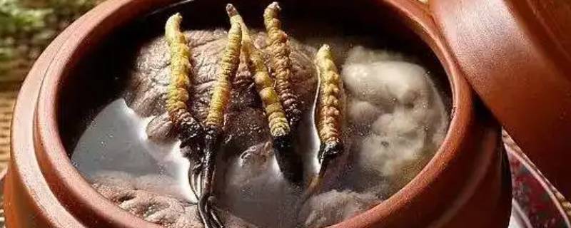 冬虫夏草煲汤食谱（冬虫夏草炖汤食谱大全）