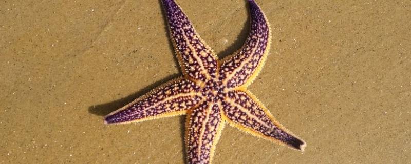 海星营养价值 海星营养价值和海参差不多