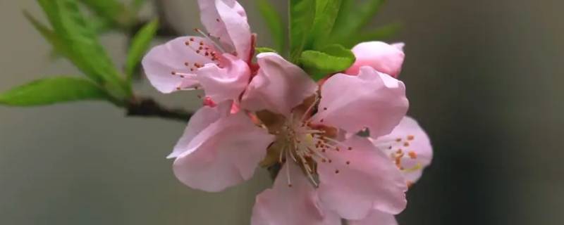 古代桃花的雅称（古代桃花的雅称有哪些）