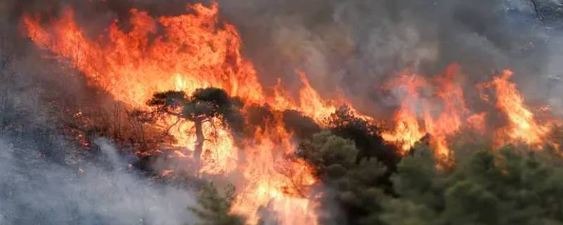 森林着火了应该怎样应对 森林起火该怎么办