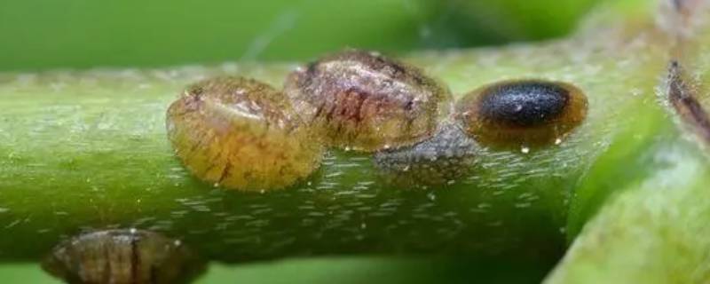花上的棕色虫子 花上黑色虫子