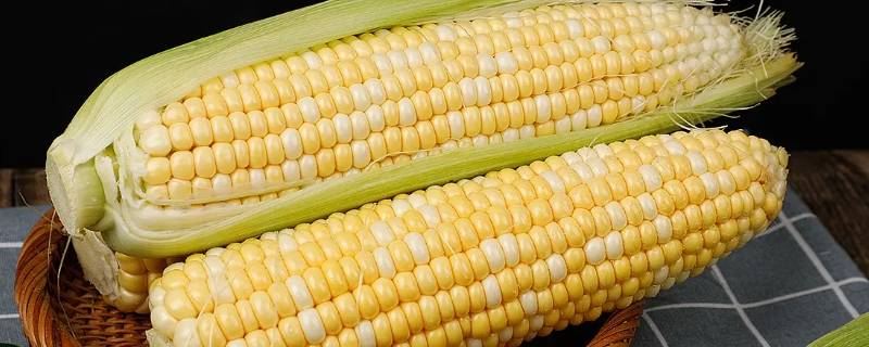 玉米能承受多久水淹 玉米水淹几天还能行么
