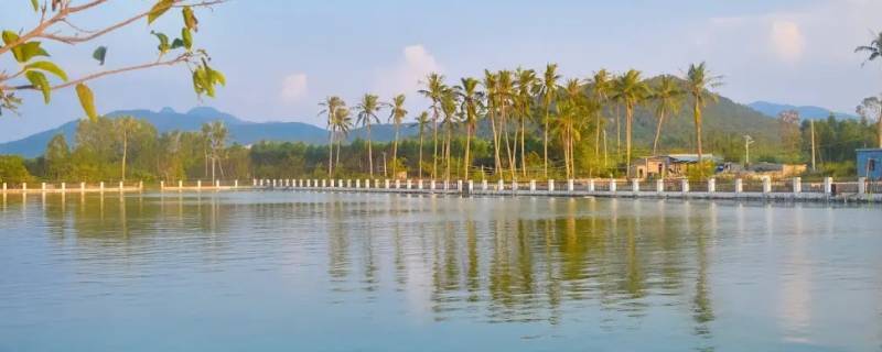 鱼塘和鱼池有什么区别（鱼塘和鱼池有什么区别图片）