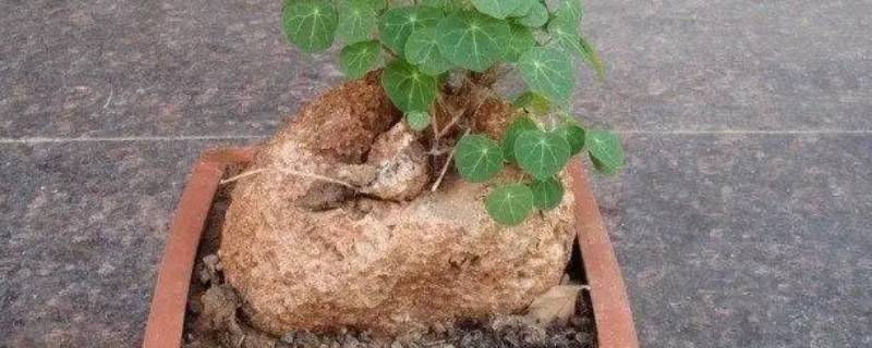 金不换的根块（金不换烂根）