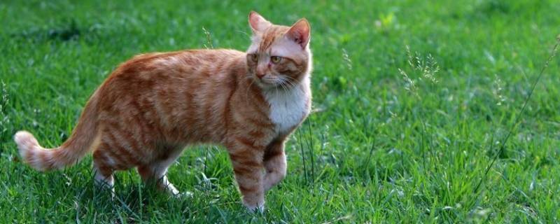 猫咪在草地玩了身上会不会有虫子（小猫爱在地上打滚是不是身上有虫）