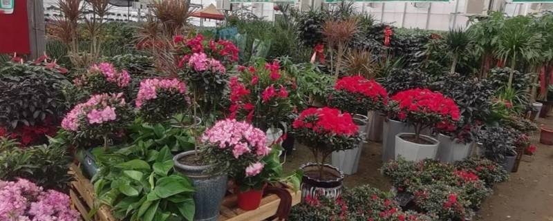 万花苑软件怎么样 万花园餐饮中心·宴会厅怎么样