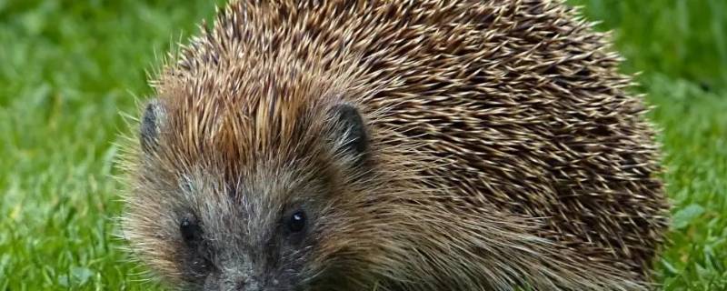 四大仙分别是什么（四大仙分别是什么仙家）