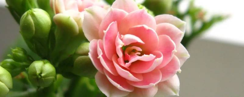 长寿花又叫什么铁树（长寿花又叫什么铁树花）