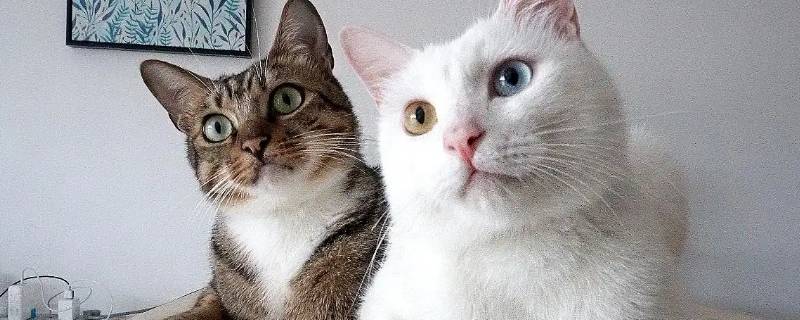 猫用爪子堵住你的嘴不让亲（猫用爪子堵住你的嘴不让亲你）