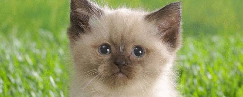 猫能吃猪油油渣吗 猫能吃猪油油渣吗为什么
