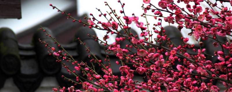 梅花的寓意 梅花的寓意四字