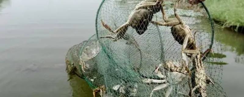 新地笼为什么捕不到螃蟹（为什么下地笼抓不到螃蟹）