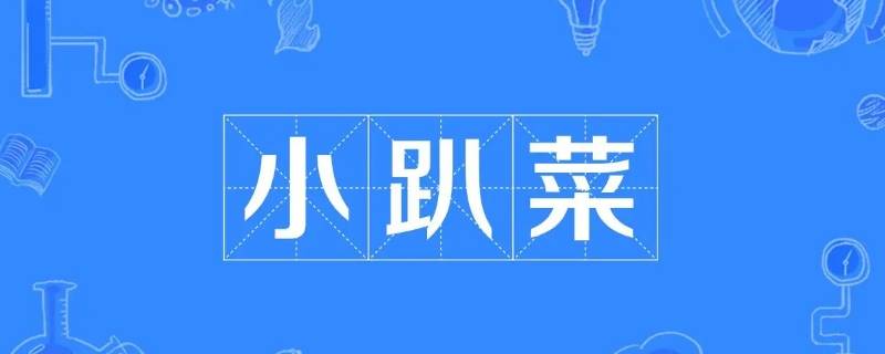 小趴菜是什么意思 小趴菜是什么意思梗
