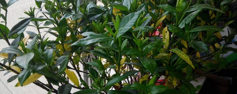 栀子花叶黄了补救措施（栀子花叶黄了补救措施图片）