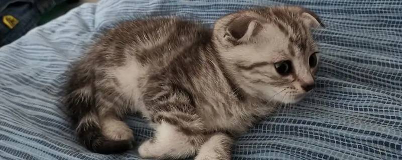 养猫的注意事项（养猫的注意事项20个）