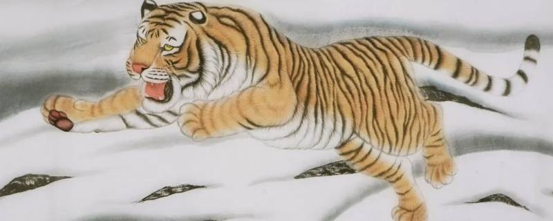 猛虎归山是指什么生肖 猛虎归山是指什么生肖数字