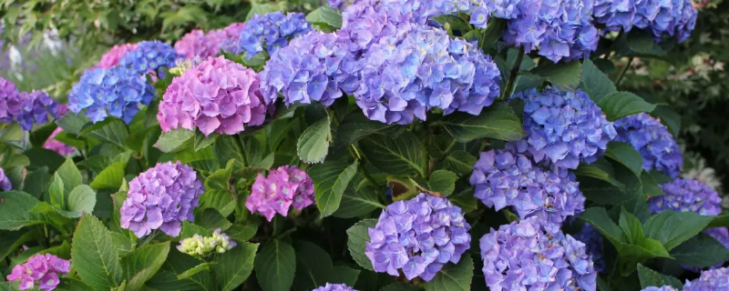 绣球花怎么养（绣球花怎么养护和管理）