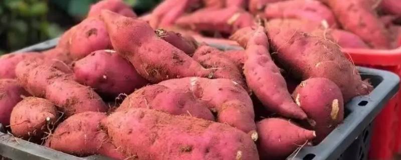 六鳌红蜜薯产地在哪里 六鳌红蜜薯产地在哪里,什么时候成熟