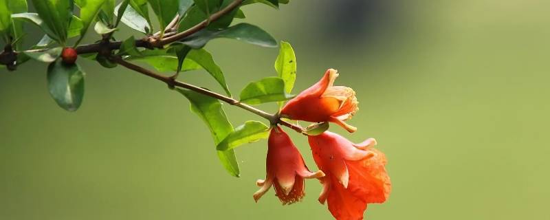 石榴花几月开（石榴花几月开花哪个季节）