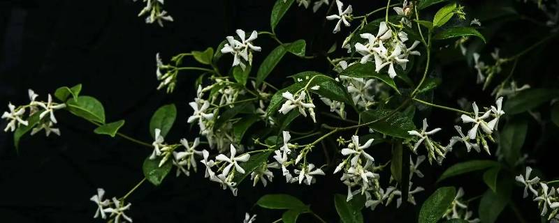 庭院栽风车茉莉还是木香花好 风车茉莉和木香花哪个好养