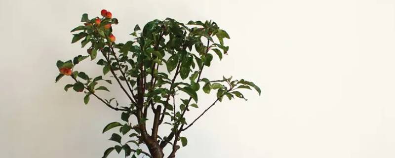 雷长寿果树长啥样（长寿雷树生）