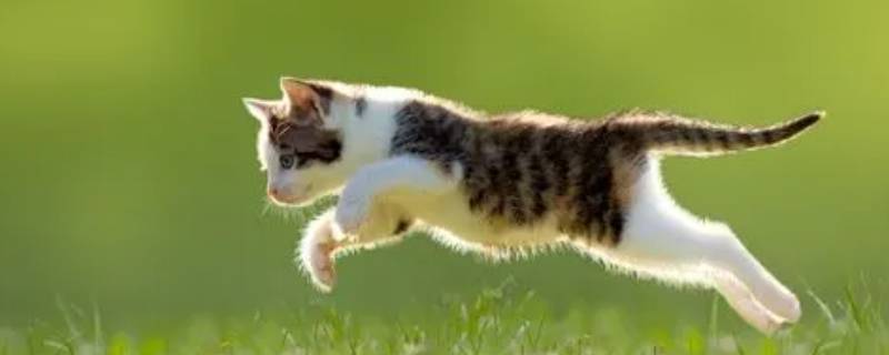 猫的寿命 猫的寿命怎么算