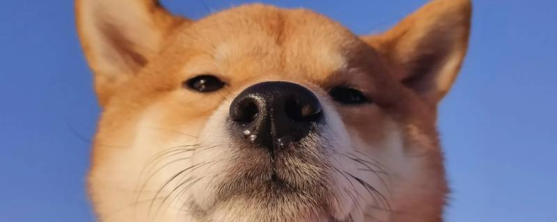 四双红梅猜一生肖（四双红梅是什么动物打一生肖）