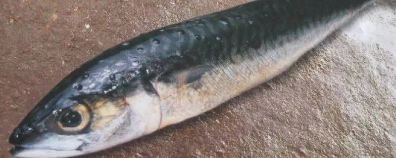 二氧化氯中毒鱼的表现 二氧化氯毒死鱼