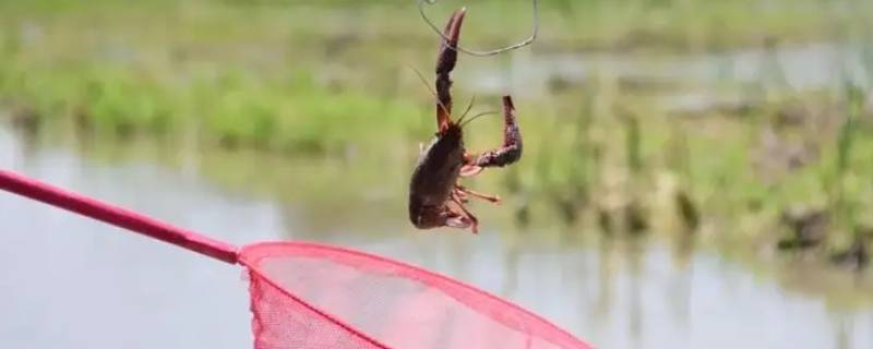 龙虾怎么钓 疯狂骑士团大龙虾怎么钓