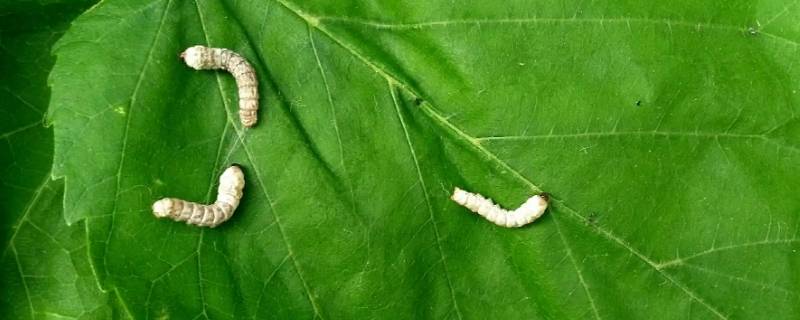 蚕卵怎么孵化 蚕卵怎么孵化成蚕宝宝